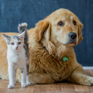 Pflege für Haustiere
