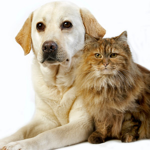 Pflege für Haustiere