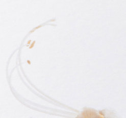 Korres White Tea značky Korres